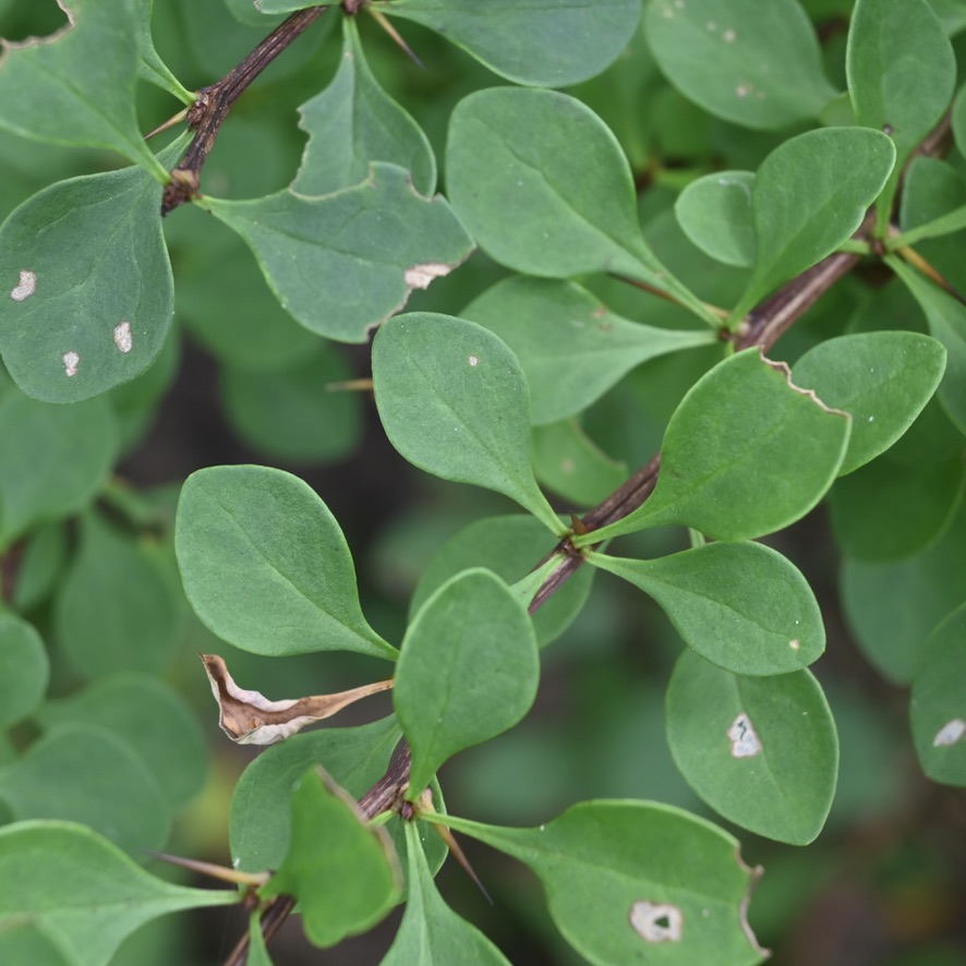 image of spatula shaped barbery leaves