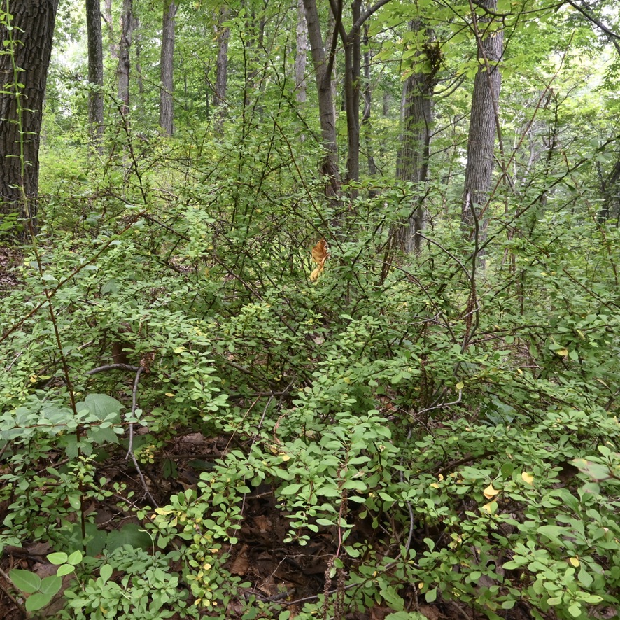 photo of barberry in the forest