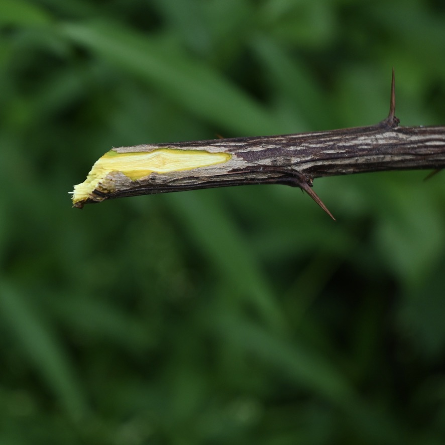 image of barberry stem and inner wood. 