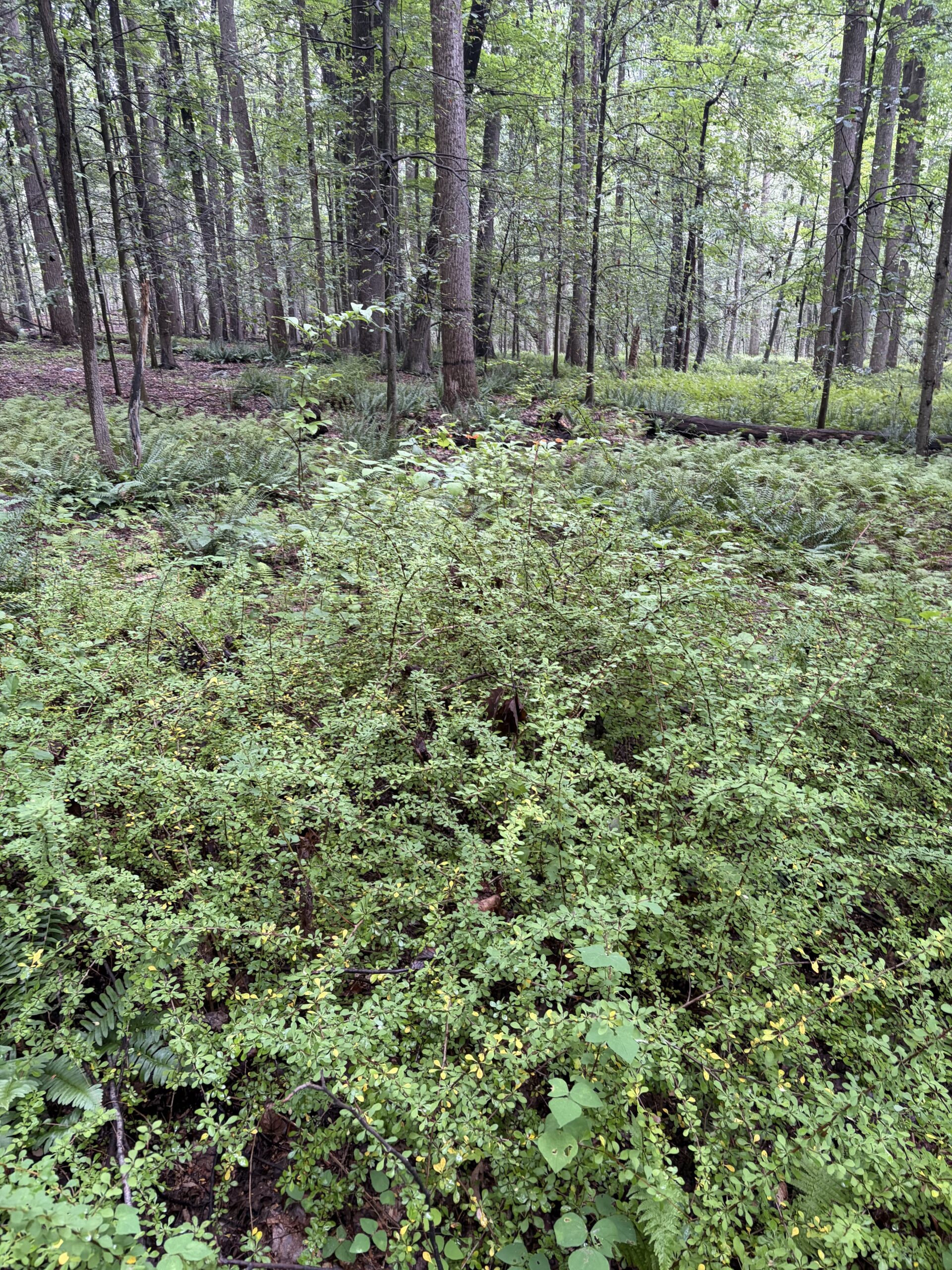 image of barberry growing in the forest