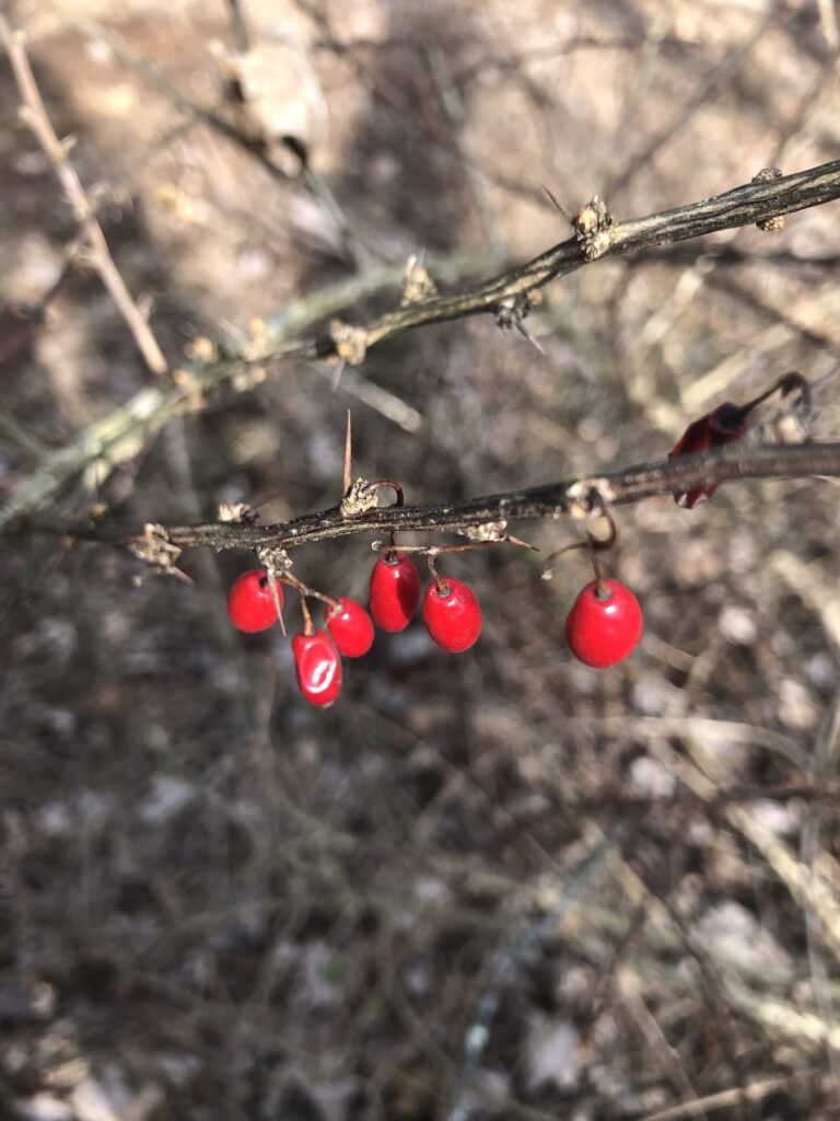barberry red bruit