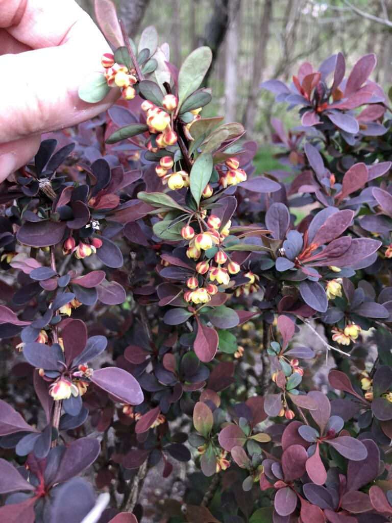 barberry flowers